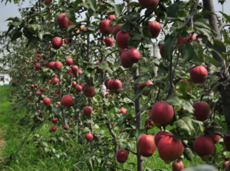 武邑县建成全国规模最大的单品红梨生产基地