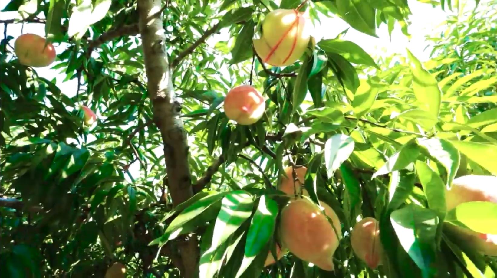 【微视频】衡水特色农产品之深州蜜桃