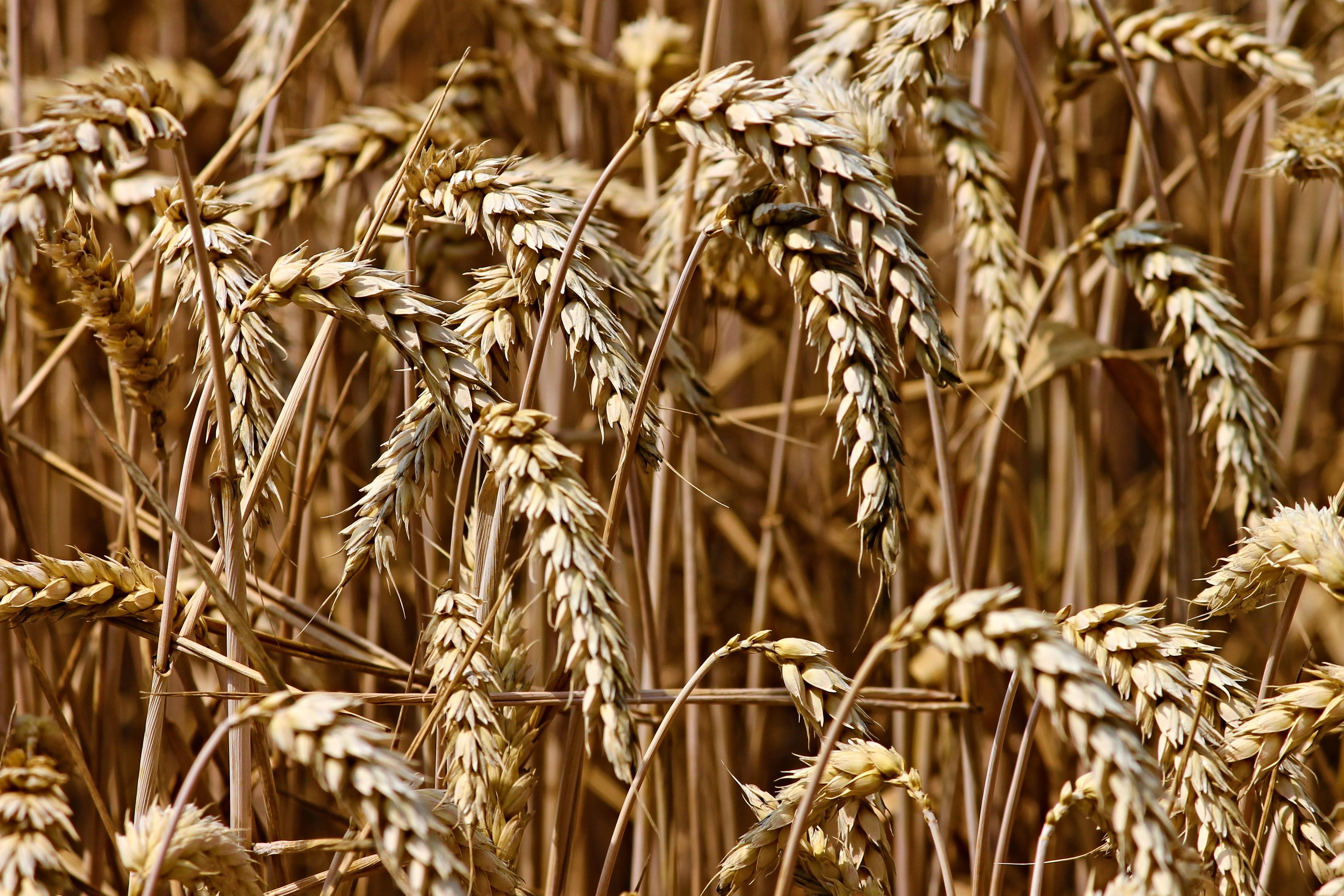 全国秋冬种进度已超98% 冬小麦面积将继续保持稳定